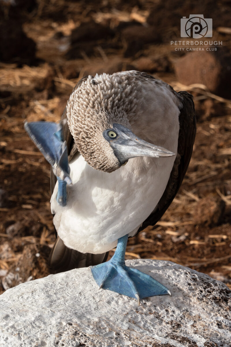 Blue Footed Jitterbug Booby