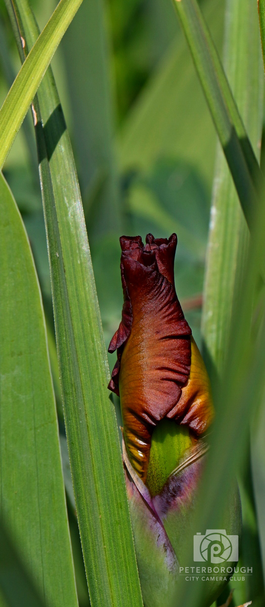 Bronze Iris