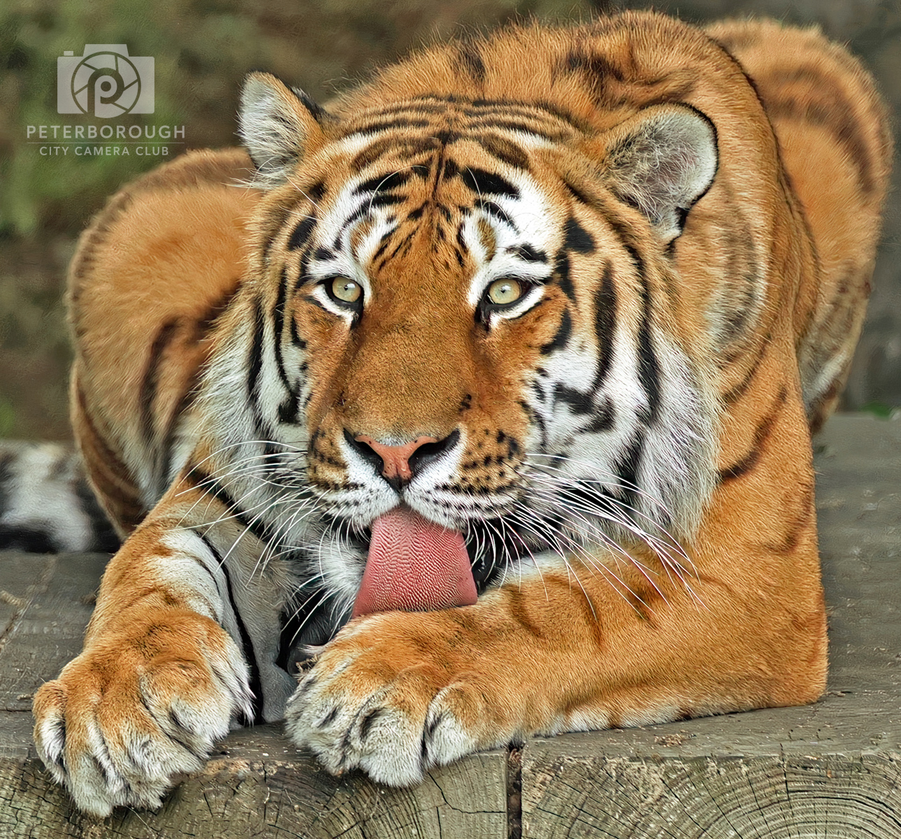 Cat Lick