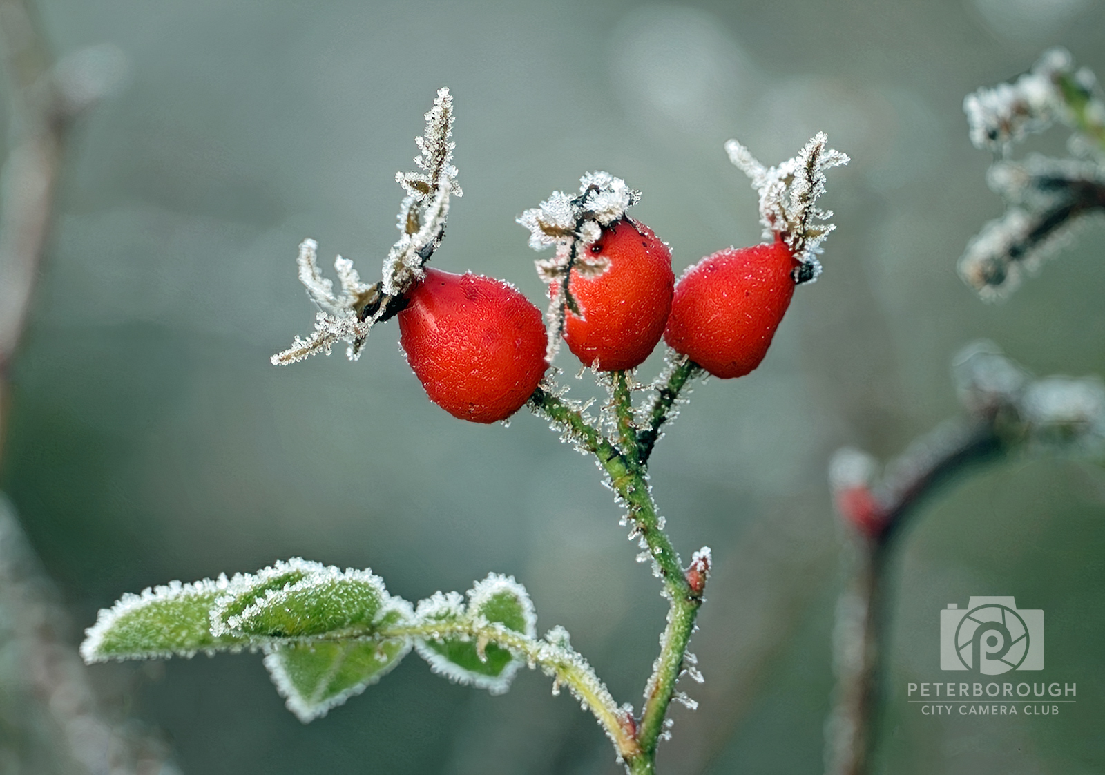 Frosted Berries