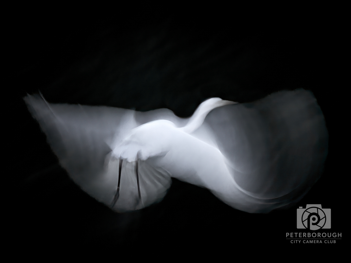 Ghostly White Egret