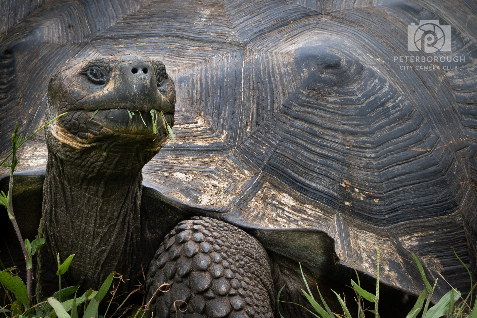 Giant Tortoise