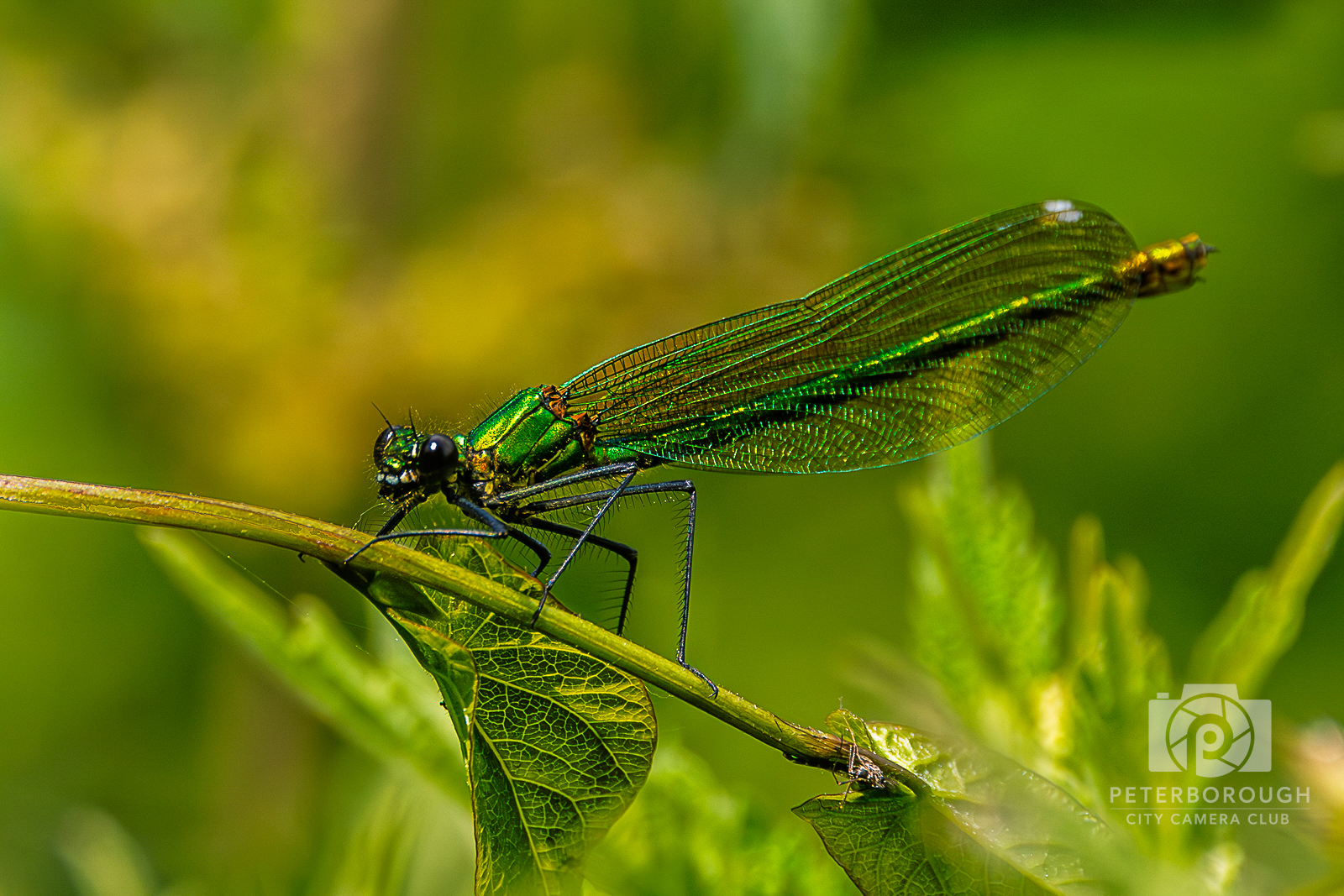 Green Damselfly