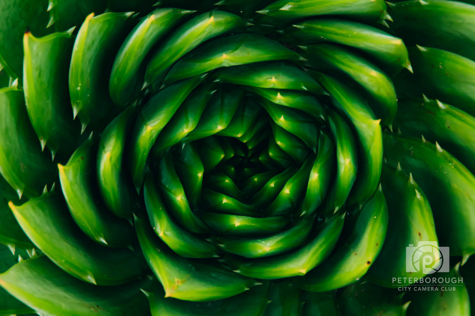 Green Infinity