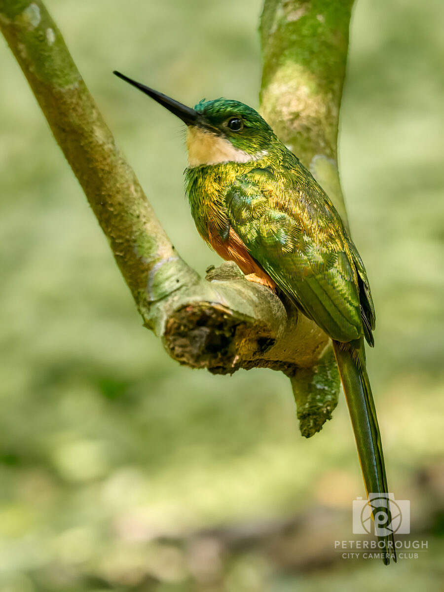 Iridescent Plumage of a Jacamar