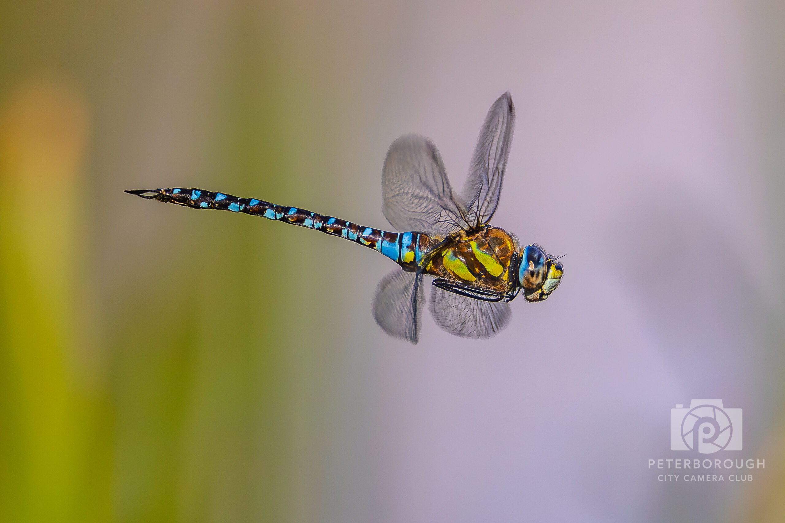 Migrant Hawker