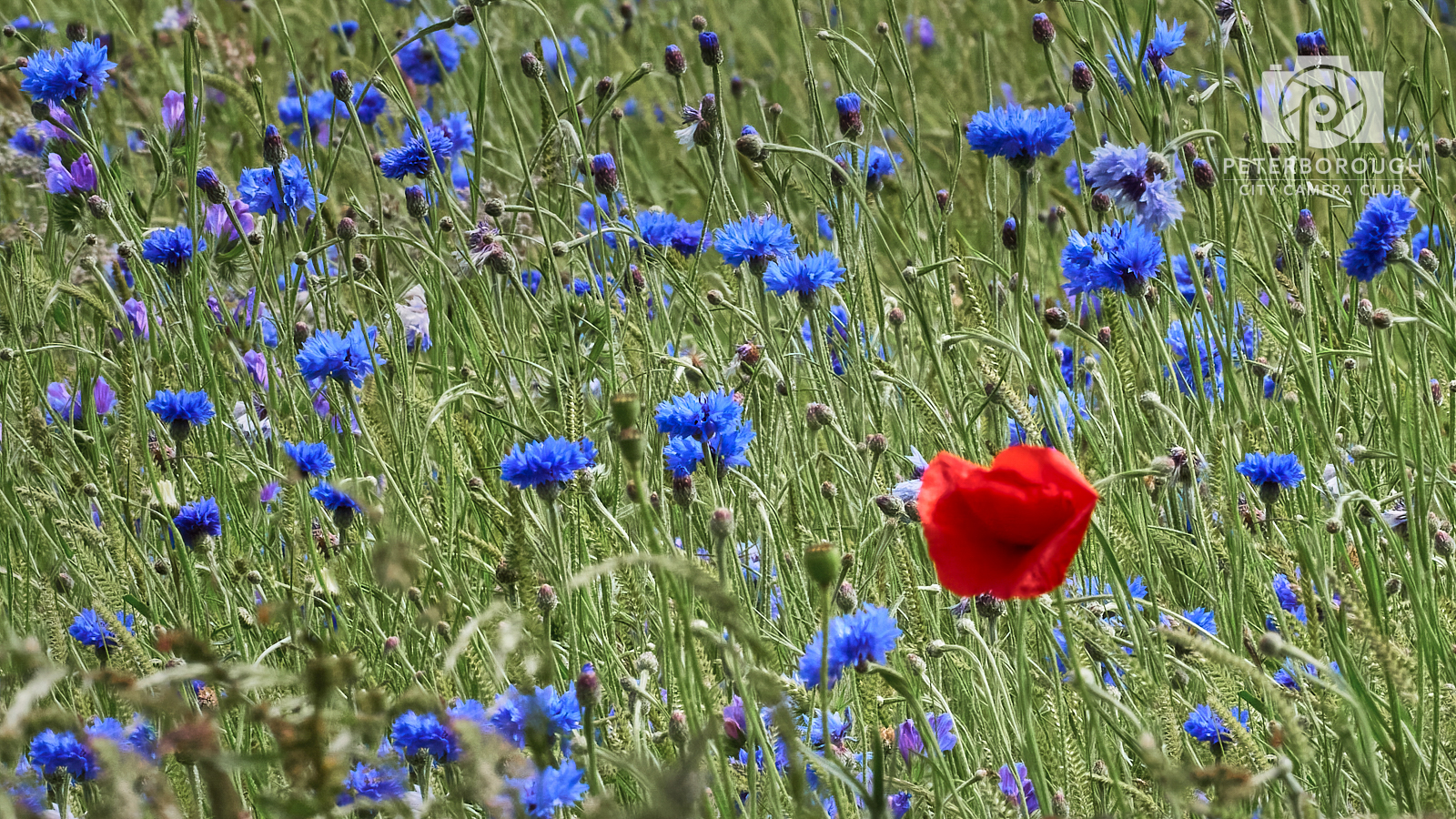 Poppy in Cornflowers