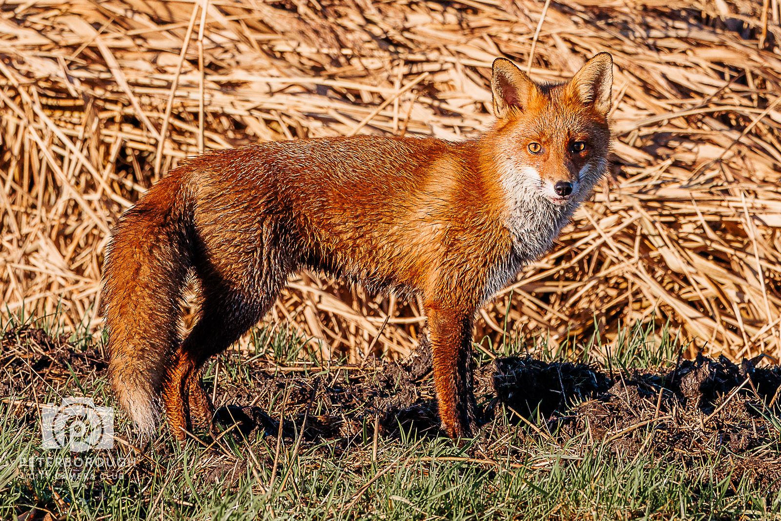 Spotted by the Fox