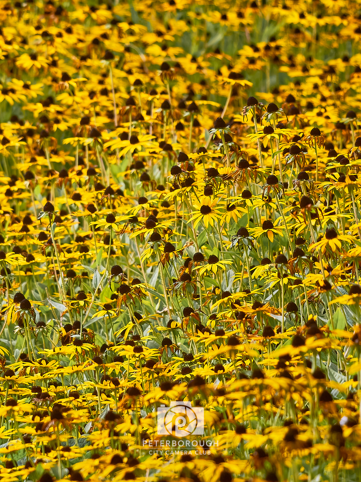 Susans in the Sun