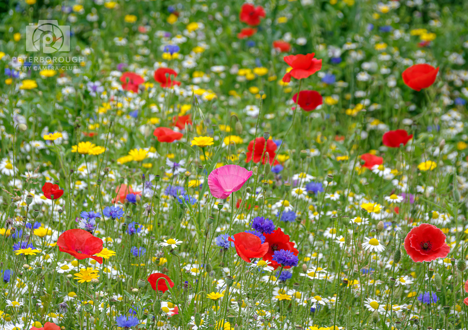 Wildflowers
