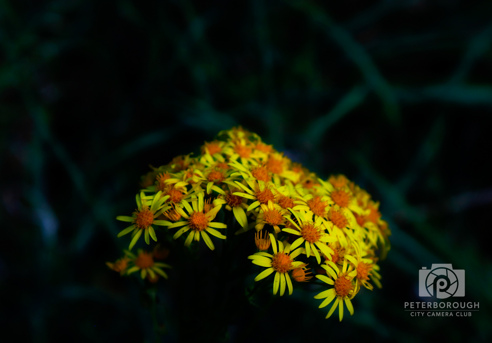 Yellow Daisy